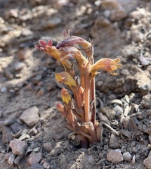 Aphyllon fasciculatum