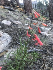 Penstemon rostriflorus