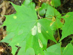Phyllonorycter joannisi