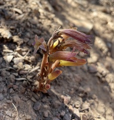 Aphyllon fasciculatum