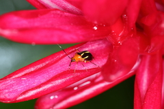 Horciasinus wallengreni