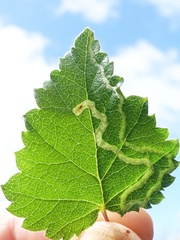 Agromyza alnibetulae