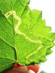 Agromyza alnibetulae