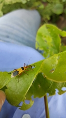 Castolus plagiaticollis