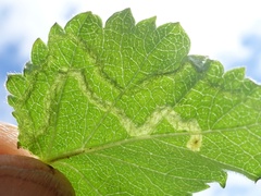 Agromyza alnibetulae