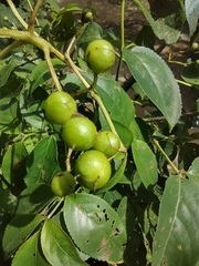 Trichilia