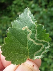 Agromyza alnibetulae