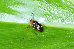 Horciasinus wallengreni