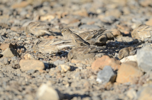 Brandt's Mountain Finch (Leucosticte brandti), photo 3