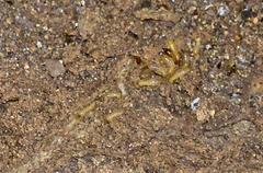 Reticulitermes balkanensis