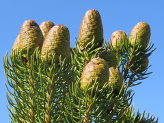 Leucadendron teretifolium