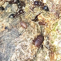 Myrmecophilus pergandei