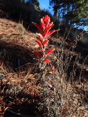 Castilleja integrifolia