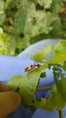 Castolus plagiaticollis