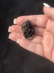 Menathais intermedia