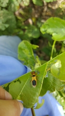 Castolus plagiaticollis