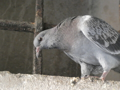 Columba livia domestica