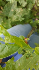 Castolus plagiaticollis