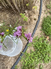 Liatris cylindracea
