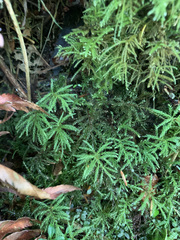 Leucolepis
