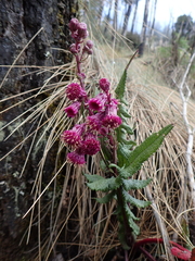 Senecio roseus