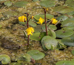 Utricularia vulgaris