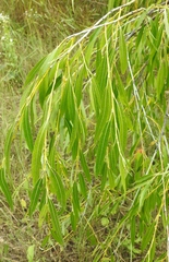 Salix × fragilis vitellina