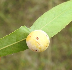 Euura pedunculi
