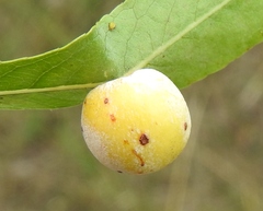 Euura pedunculi