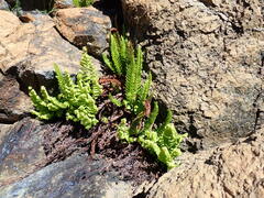 Polystichum lemmonii