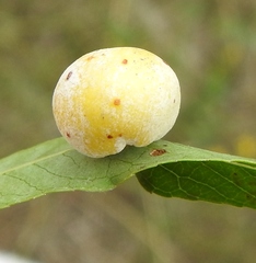 Euura pedunculi