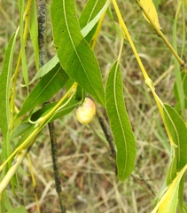 Euura pedunculi