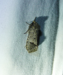 Acrolophus filicicornis