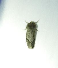 Acrolophus filicicornis
