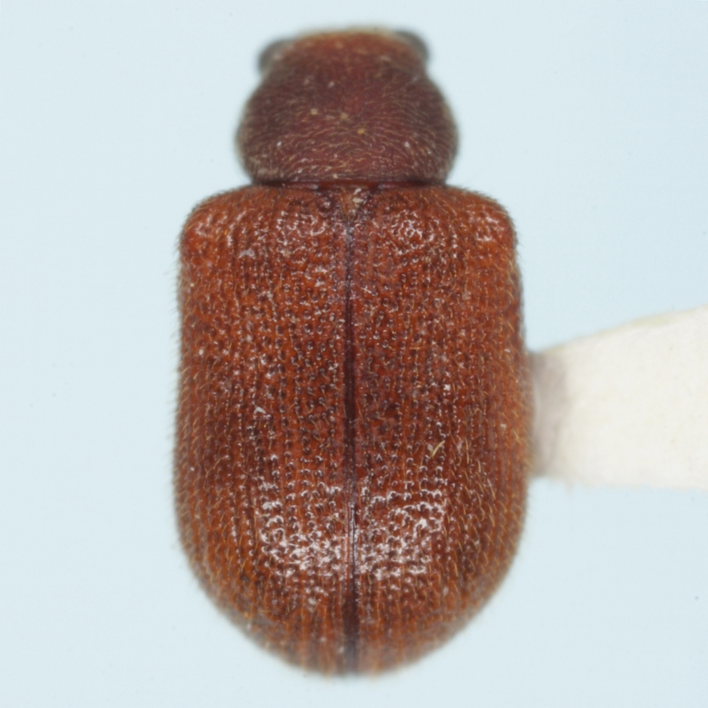 Xanthonia angulata