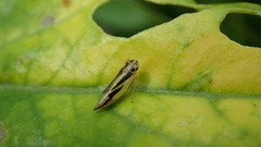 Evacanthus interruptus