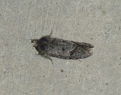 Acrolophus filicicornis