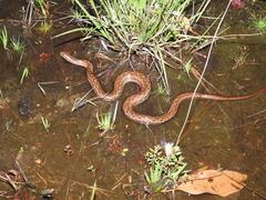 Mesotes strigatus