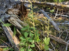 Neottia banksiana