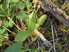 Neottia banksiana