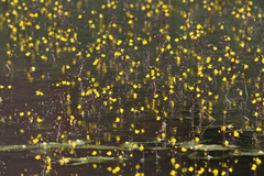 Utricularia vulgaris