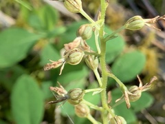 Neottia banksiana