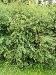 Spiraea cinerea
