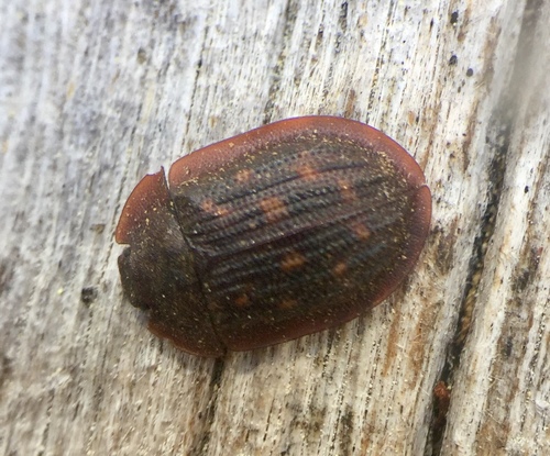 iNaturalist observation photo of Pippingsköld's Bark-gnawing Beetle