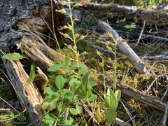 Neottia banksiana