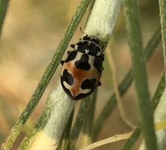 Hippodamia apicalis