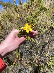 Hypericum laricifolium