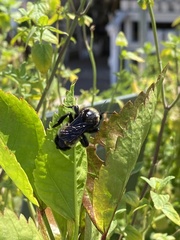 Bombus pensylvanicus