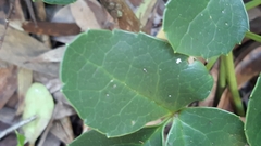 Knowltonia vesicatoria
