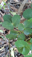 Knowltonia vesicatoria